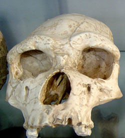 Erectus